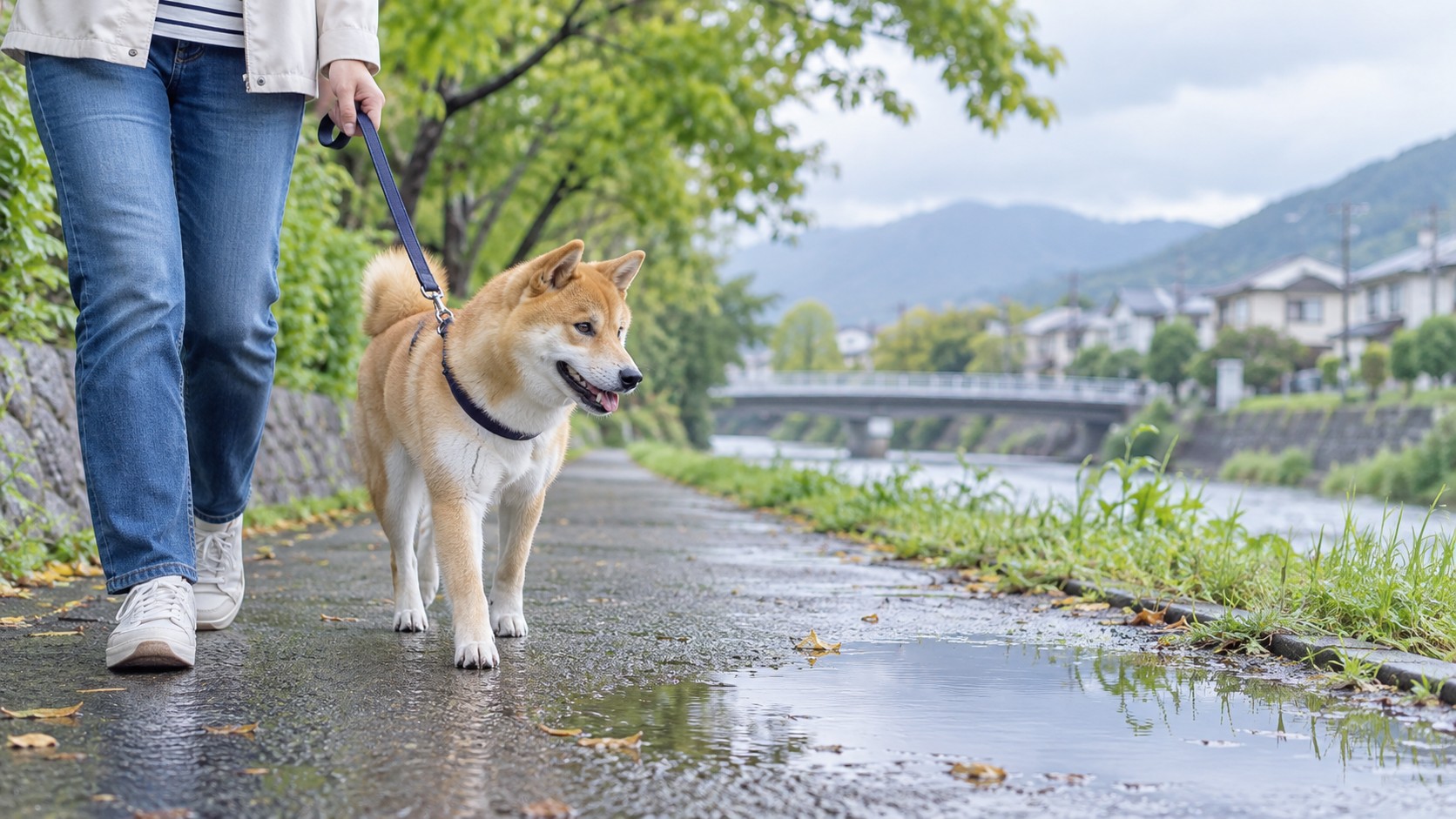 【大雨・水たまりの後は注意】犬のレプトスピラ症の症状と飼い主ができる予防