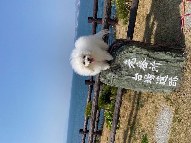 わんことおでかけスポット