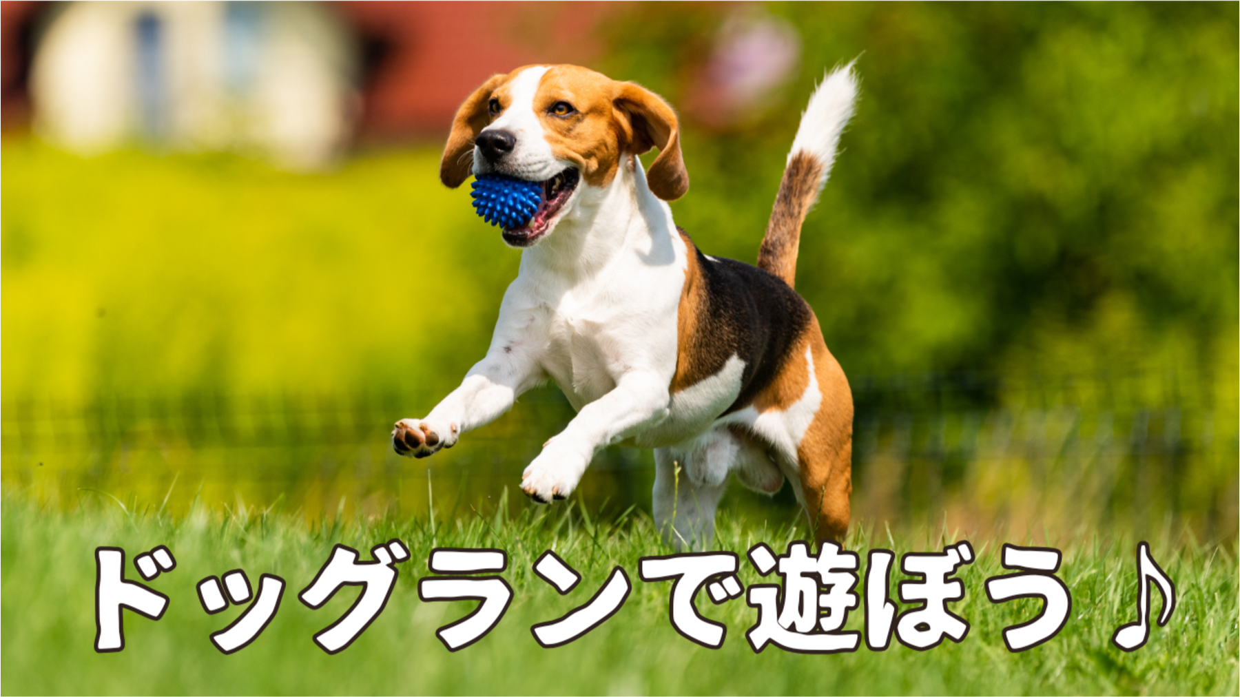 ドッグランで遊ぼう♪